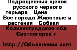 Подрощенный щенок русского черного терьера › Цена ­ 35 000 - Все города Животные и растения » Собаки   . Калининградская обл.,Светлогорск г.